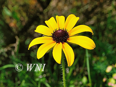 Black-eyed Susan (Rudbeckia hirta)